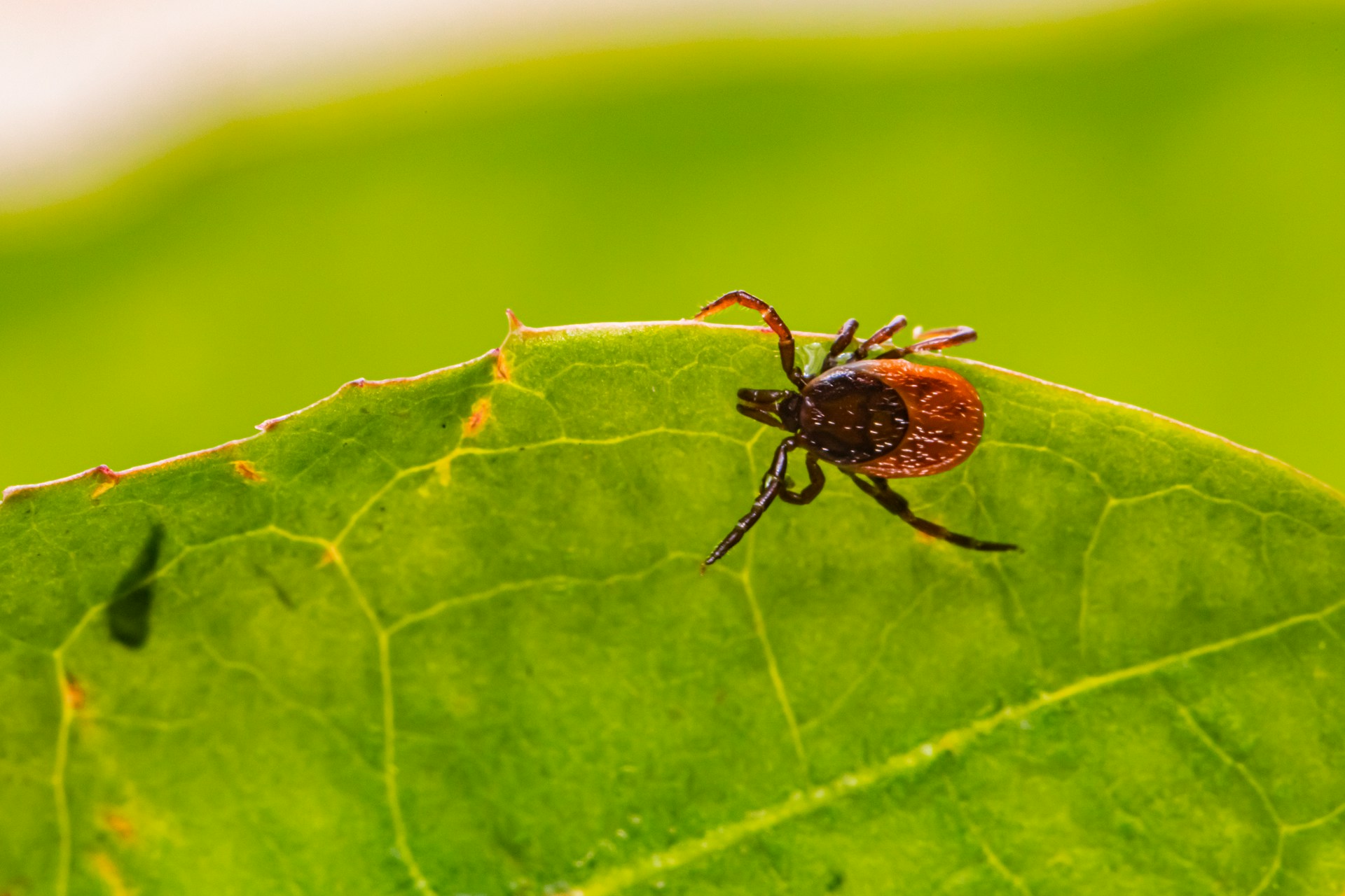 Ticks and Outdoor Camp: What BC Parents Should Know This Summer